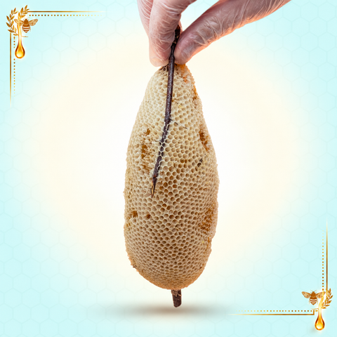 شمع عسل السدر بري